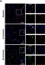 Rat IgG (H+L) Cross-Adsorbed Secondary Antibody in Immunohistochemistry (Frozen) (IHC (F))