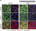 Rabbit IgG (H+L) Highly Cross-Adsorbed Secondary Antibody in Immunocytochemistry (ICC/IF)