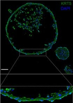 Rabbit IgG (H+L) Cross-Adsorbed Secondary Antibody in Immunocytochemistry (ICC/IF)