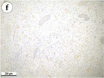 Mouse IgG (H+L) Cross-Adsorbed Secondary Antibody in Immunohistochemistry (Paraffin) (IHC (P))