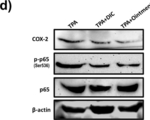 Rabbit IgG (H+L) Secondary Antibody in Western Blot (WB)
