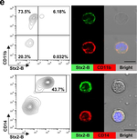 Mouse IgG (H+L) Highly Cross-Adsorbed Secondary Antibody in Immunocytochemistry (ICC/IF)