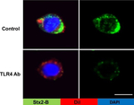 Mouse IgG (H+L) Highly Cross-Adsorbed Secondary Antibody in Immunocytochemistry (ICC/IF)
