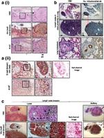 Mitochondria Antibody in Immunohistochemistry (IHC)