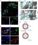 Claudin 4 Antibody in Immunohistochemistry (IHC)