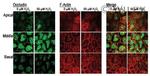 Occludin Antibody in Immunocytochemistry (ICC/IF)