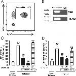 CD45 Antibody in Flow Cytometry (Flow)