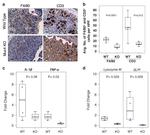 F4/80 Antibody in Immunohistochemistry, Flow Cytometry (IHC, Flow)