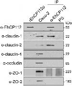 ZO-2 Antibody in Western Blot (WB)