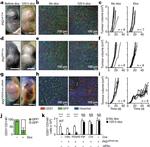 CD31 (PECAM-1) Antibody in Flow Cytometry (Flow)