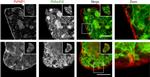 GFP Antibody in Immunocytochemistry (ICC/IF)