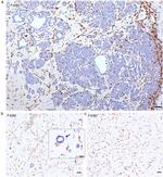 F4/80 Antibody in Immunohistochemistry (IHC)