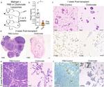 F4/80 Antibody in Immunohistochemistry (IHC)