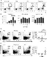 CD11b Antibody in Flow Cytometry (Flow)