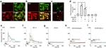 Calcitonin Receptor Antibody in Immunocytochemistry (ICC/IF)