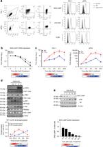 LAMP5 (BAD-LAMP) Antibody in Flow Cytometry (Flow)