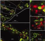 Connexin 30 Antibody in Immunohistochemistry (IHC)