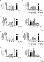 VCAM-1 Antibody in Western Blot, Neutralization, Inhibition Assays (WB, Neu, Inhibition)