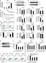 FOXP3 Antibody in Flow Cytometry (Flow)