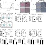FOXP3 Antibody in Flow Cytometry (Flow)