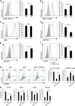 FOXP3 Antibody in Flow Cytometry (Flow)
