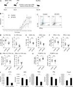 FOXP3 Antibody in Flow Cytometry (Flow)