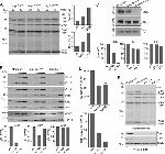 COX3 Antibody in Western Blot (WB)