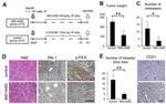 Phospho-FAK (Tyr397) Antibody in Immunohistochemistry (IHC)