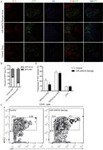 CD45 Antibody in Flow Cytometry (Flow)