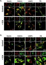 Transferrin Receptor Antibody in Immunocytochemistry (ICC/IF)