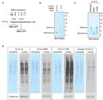 14-3-3 gamma Antibody in Western Blot (WB)