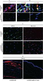 CD4 Antibody in Immunohistochemistry, Immunocytochemistry (IHC, ICC/IF)