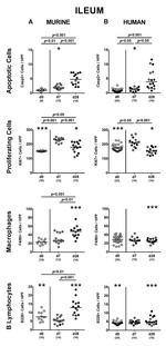 F4/80 Antibody in Immunohistochemistry (Paraffin) (IHC (P))