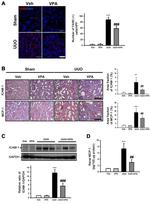 F4/80 Antibody in Immunohistochemistry (IHC)
