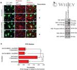 ZO-1 Antibody in Immunocytochemistry (ICC/IF)