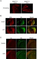 HA Tag Antibody in Immunohistochemistry, Immunocytochemistry (IHC, ICC/IF)