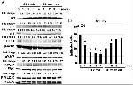 Phospho-FAK (Tyr397) Antibody in Western Blot (WB)