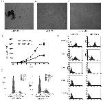 CD11b Antibody in Flow Cytometry (Flow)