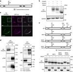 GAPDH Antibody in Western Blot (WB)