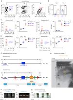 TCR beta Antibody in Flow Cytometry (Flow)