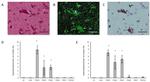 Phospho-Tau (Ser202, Thr205) Antibody in Immunohistochemistry (IHC)