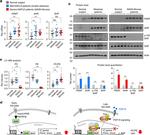 PEMT Antibody in Western Blot (WB)