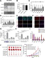 E-cadherin Antibody in Immunocytochemistry (ICC/IF)