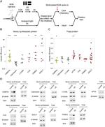 Bovine Serum Albumin Antibody in Western Blot (WB)