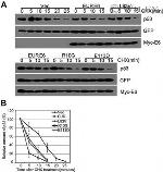 Myc Tag Antibody in Western Blot (WB)