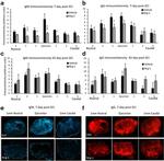 Rat IgM Antibody in Immunohistochemistry (IHC)