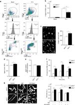 CD45 Antibody in Flow Cytometry (Flow)