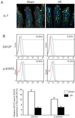 CD127 Antibody in Flow Cytometry (Flow)