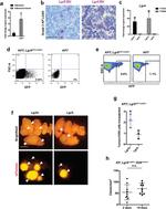 CD11b Antibody in Flow Cytometry (Flow)