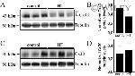 Connexin 30 Antibody in Western Blot (WB)